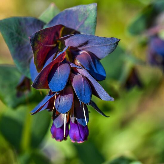 Lielā Cerinte 'Pride of Gibraltar' (Cerinthe major v. purpurascens), 10 sēklas